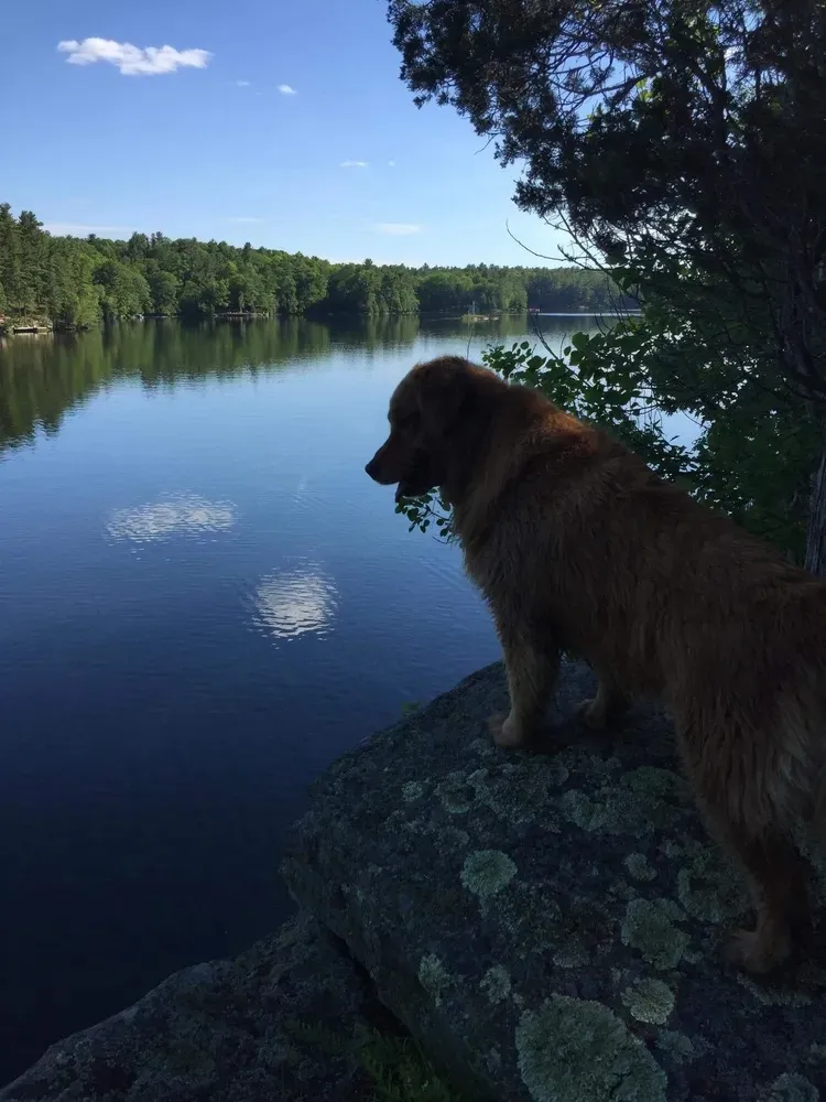 dog